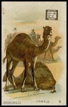 8 Camels